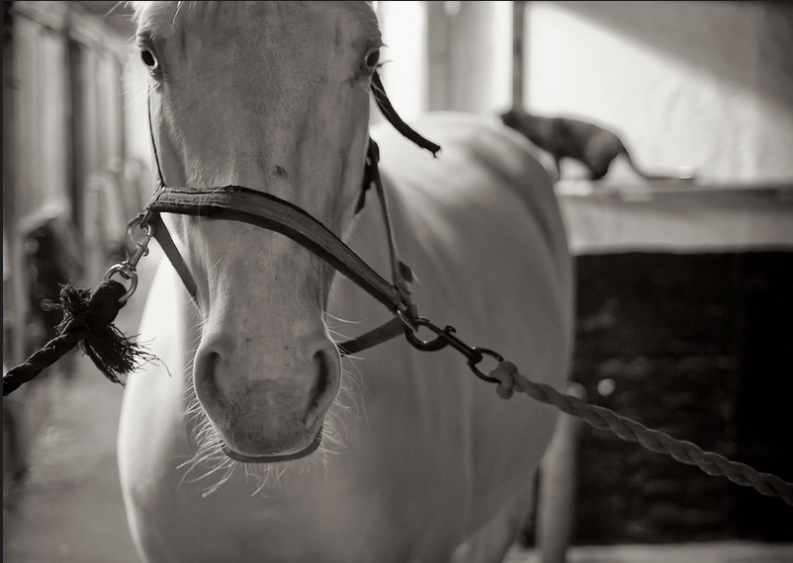 claustral, horse