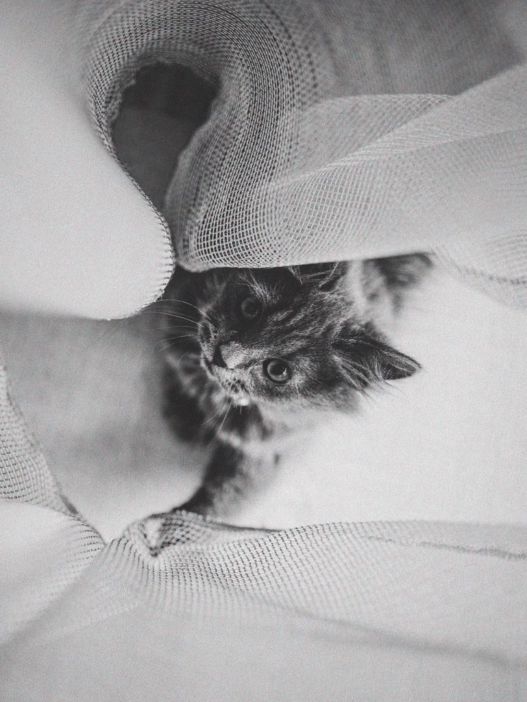 playful kitten peeking through fabric curtain